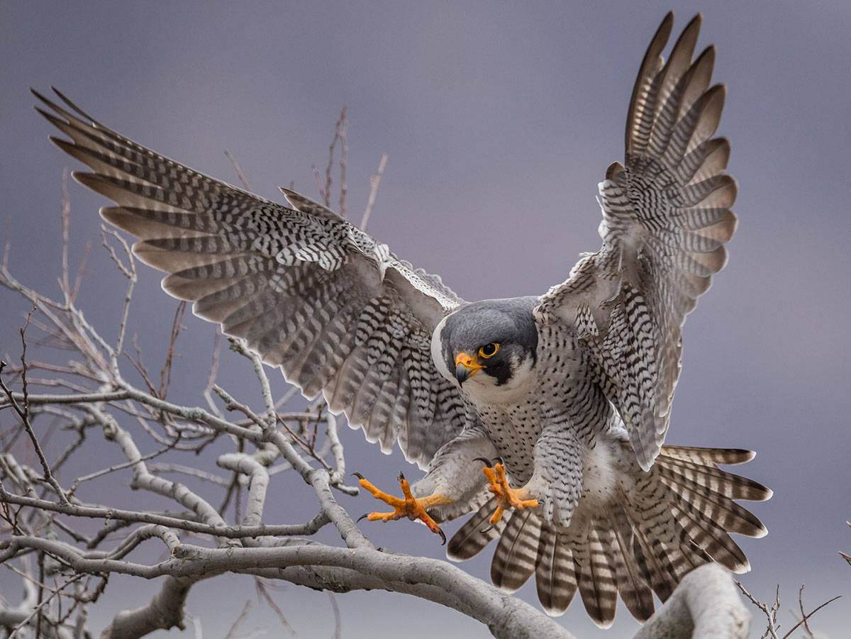 游隼_飞行_过程