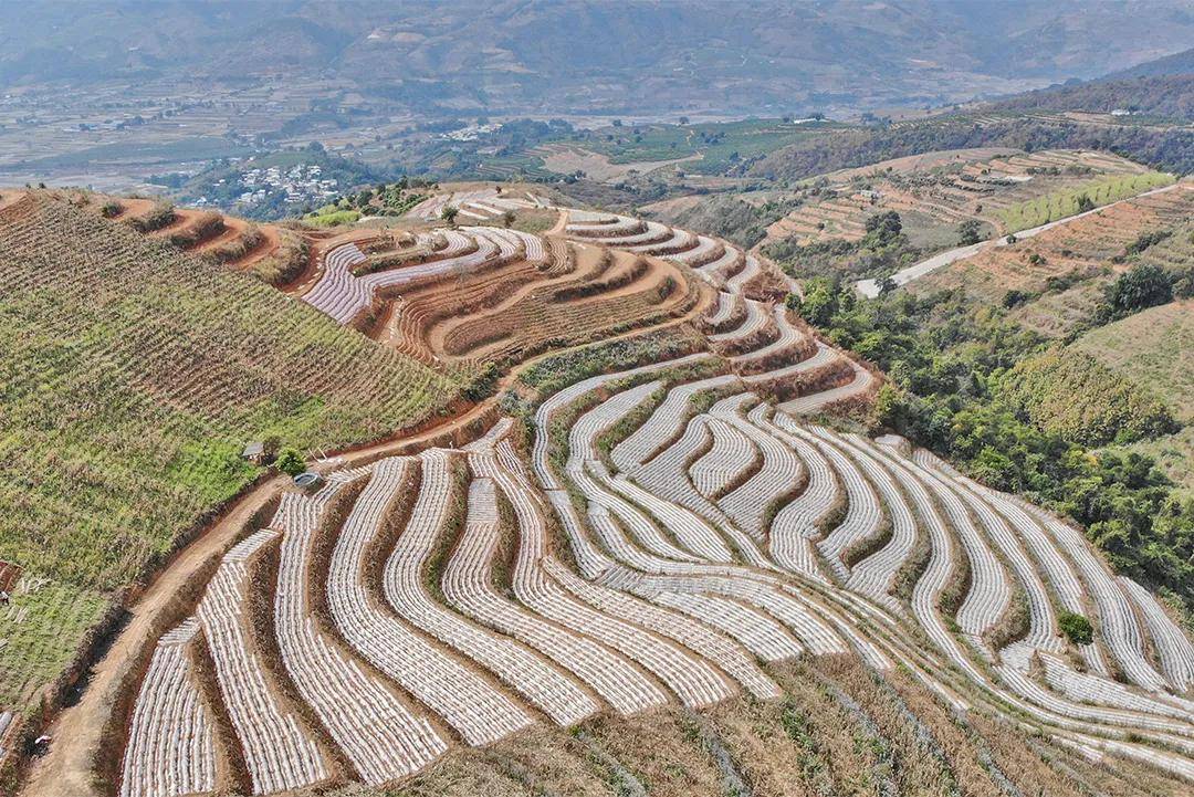 保山灣甸蔗個冬天有點甜