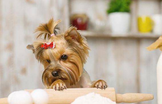 什么|有养狗和养狗的人，差别太大了，你是哪种？