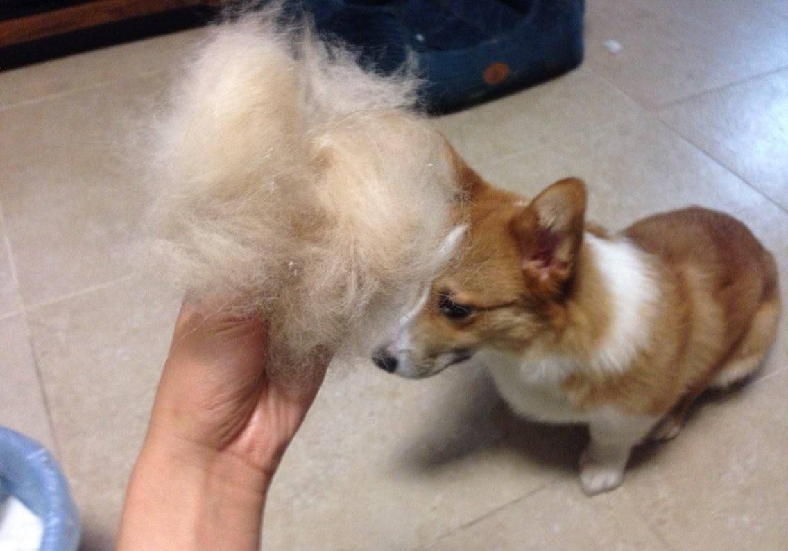 什么|有养狗和养狗的人，差别太大了，你是哪种？