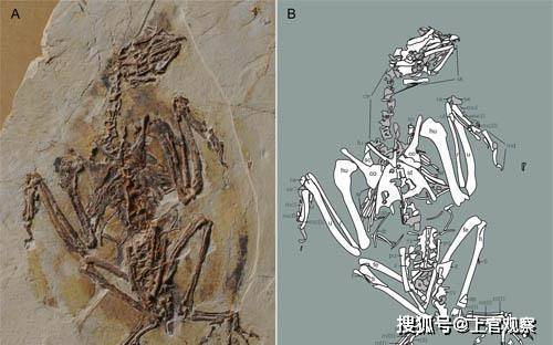 科學家發現鳥類化石的時候,通過和恐龍化石的對比,發現鳥類化石除了