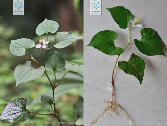 鱼腥草是多年生草本植物,根茎下部横卧在地下,白色,生长旺盛,一节一节