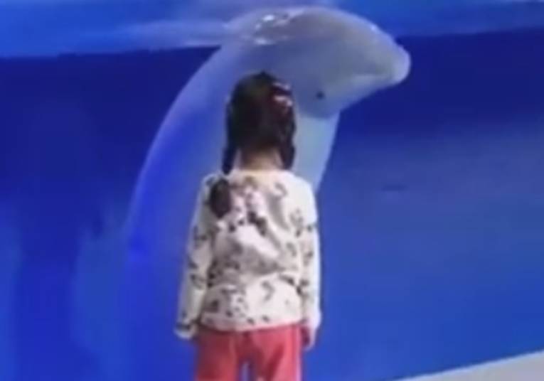 女童在水族馆跟着白鲸转圈火了，网友：白鲸很惊讶，没想到你也会
