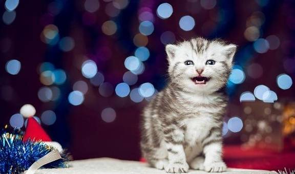 猫咪怎么叫喵喵喵喵 c8f4e272fa324273ab638221f195b2cb.jpeg