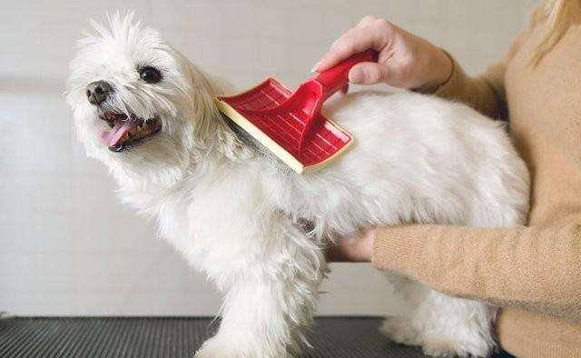 什么|有养狗和养狗的人，差别太大了，你是哪种？