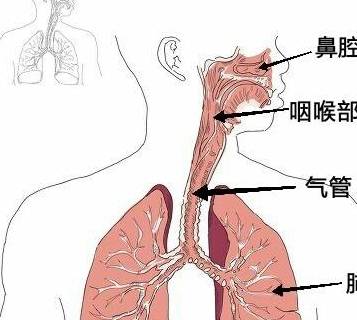 感冒引起的气管炎怎么办