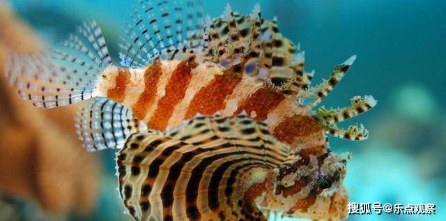 灯笼鱼是什么时候发现的 d4107fcdd96b4e4d886e23bfc7a0185f.jpeg