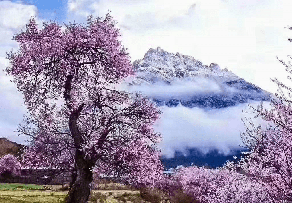 滋味|林芝桃花，一生一定要去看一次