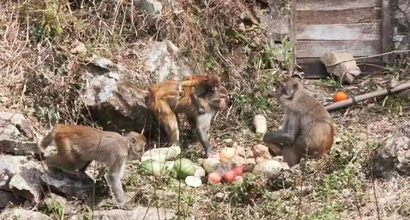 野猴|100多只野猴到这个村“串门”！你见过吗？