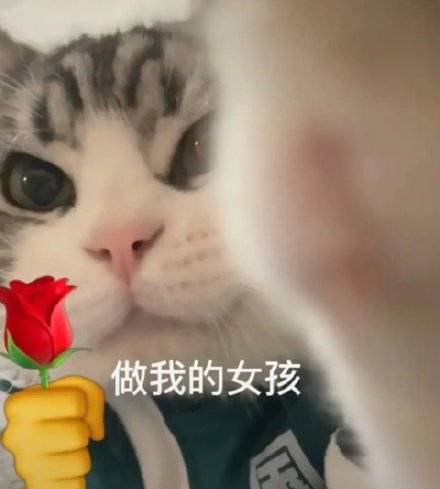 猫叼着玫瑰花表情包图片