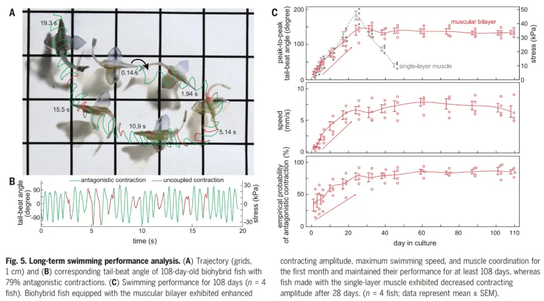 真鱼|用人类心脏细胞造机器鱼,游泳速度比真鱼还快,哈佛新研究登上Science