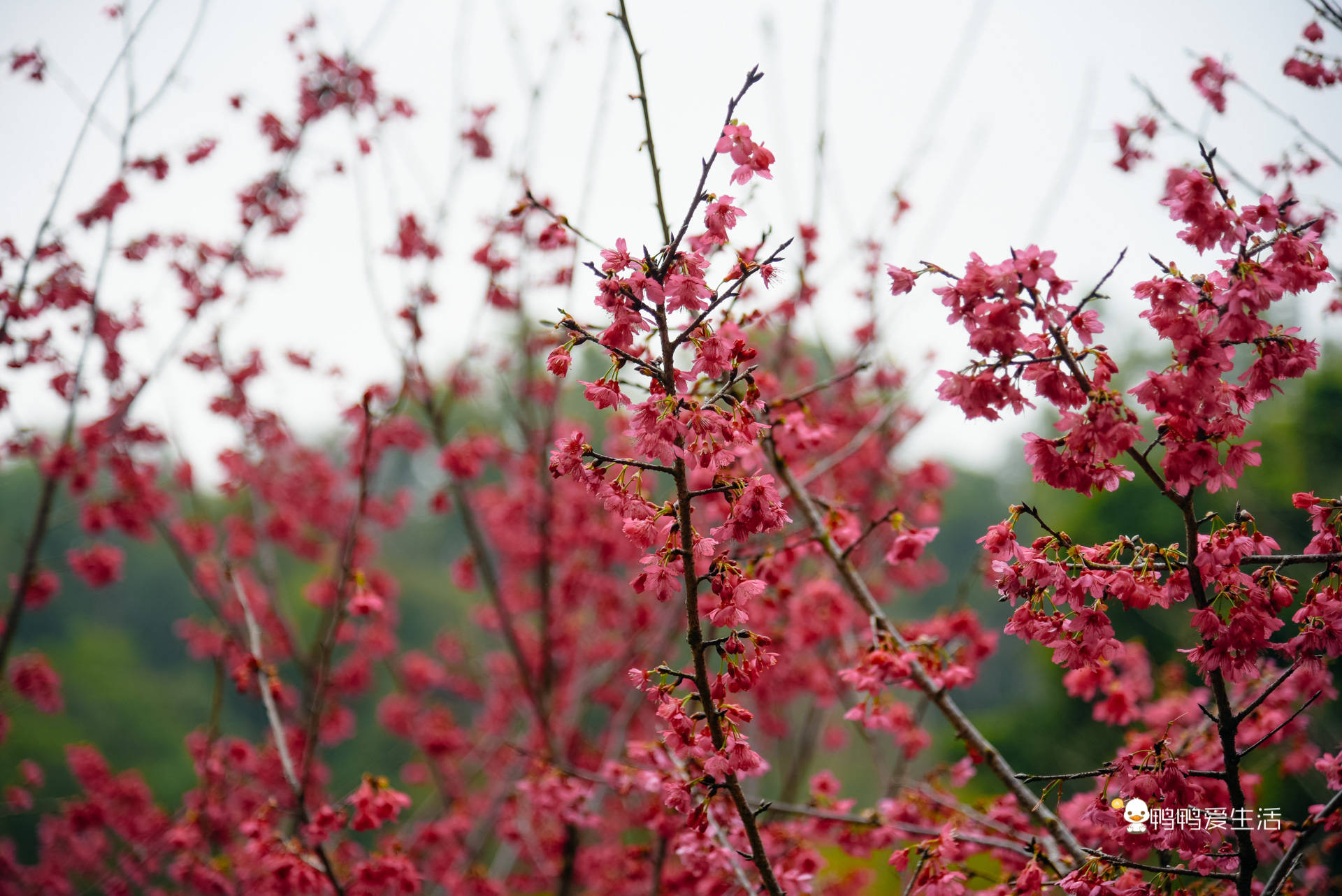 游客|厦门后花园里的赏花好去处，山樱花绽放浪漫非凡，免费开放地铁直达！