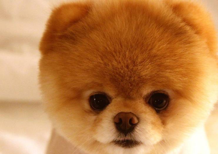 奖励|让狗住笼子残忍?至少这5个好处你不知道,居家训练1