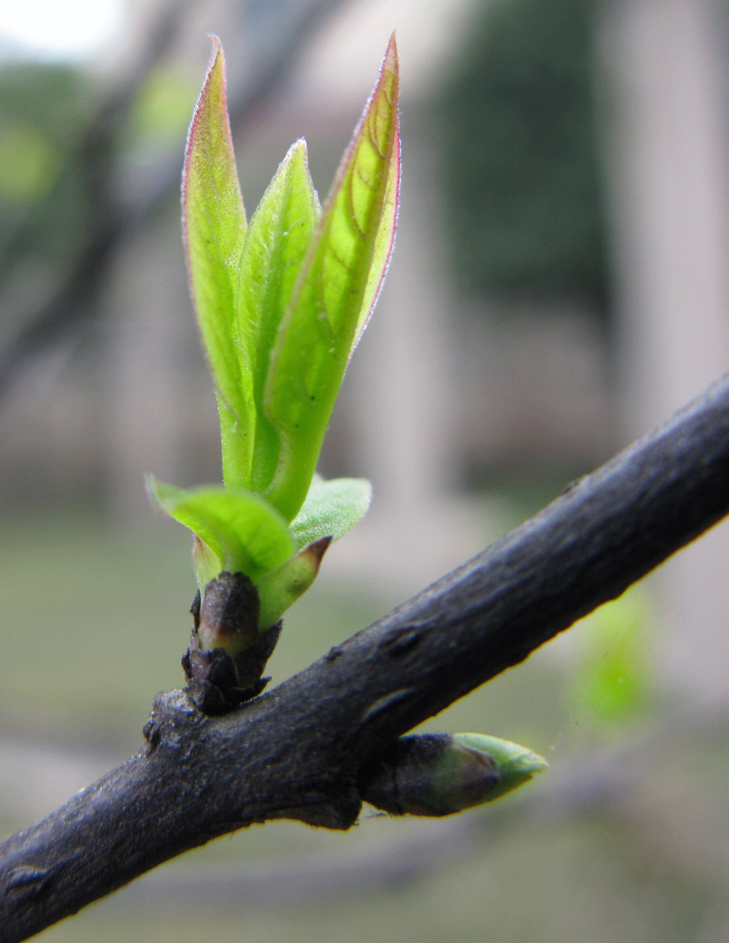 早春饮食宜辛宜发散