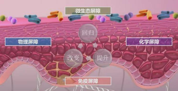 品牌“优于所有护肤概念”，益生菌护肤是未来趋势？