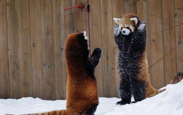 四川洪雅发现小熊猫，雪地里撒欢卖萌，同伴间为争抢领地大打出手