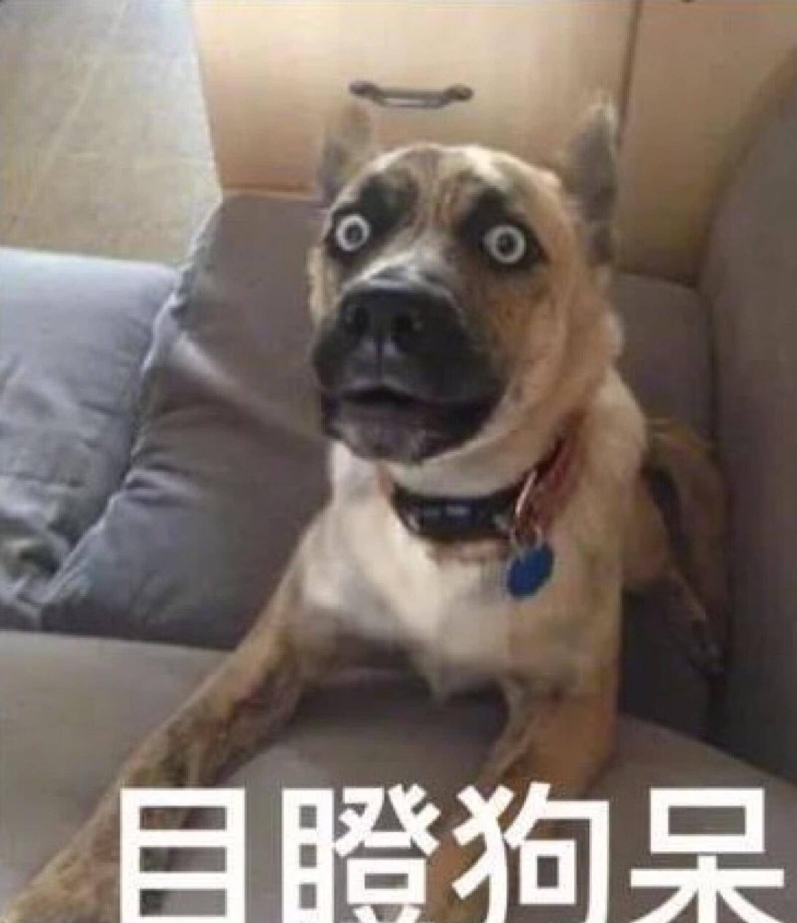 狗教训人 5289932043424e97bdf8b96399ee6fe1.jpeg