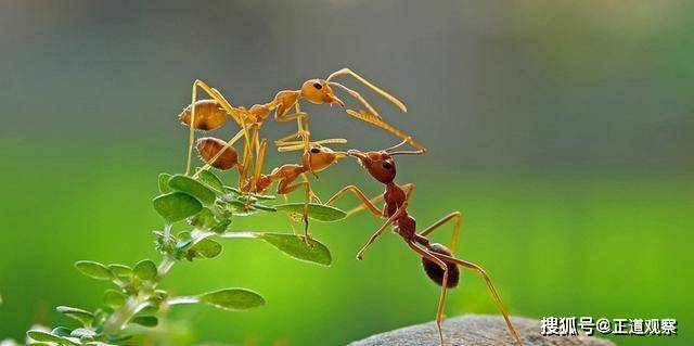 蚂蚁搬家写一段话简短 6ede62ec525547f3b33a681527642b4c.jpeg