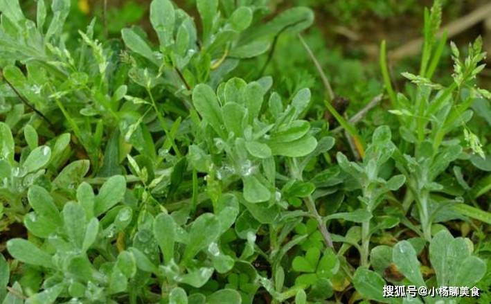 今天小编为网友们分享清明节前后不然错过的山珍野菜,没到三月农村的