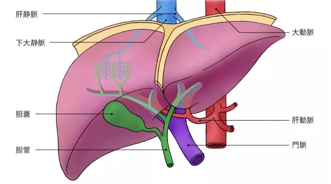 左右肝管图片