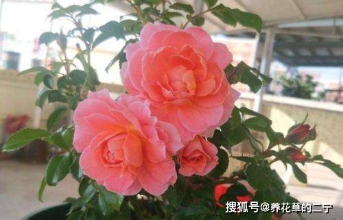 开花最大的月季是哪一款 f4b28c6d5e6847278a3c448d0304f168.jpeg