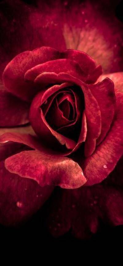 忆起自己青涩的初恋 也好似杏花 男人 爱情 心脏