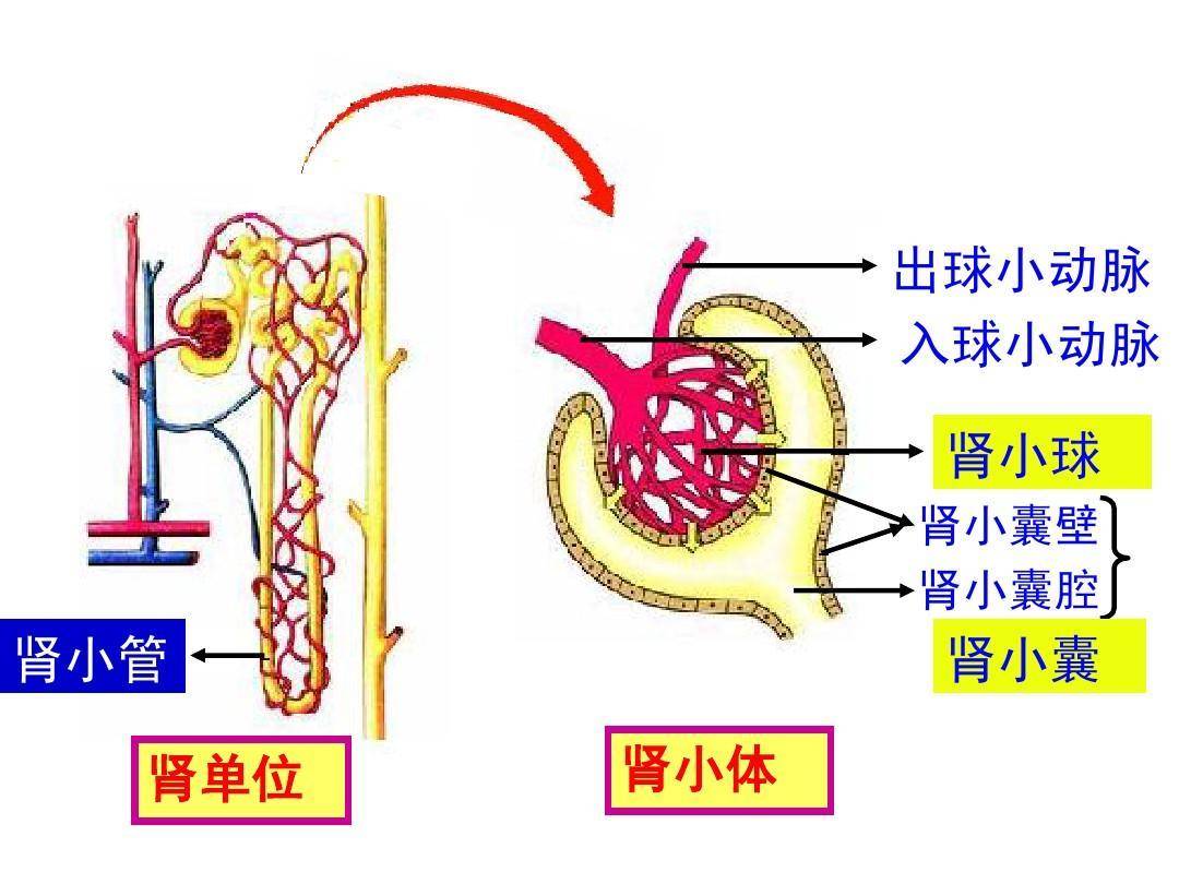 症状|水肿、血尿可能是肾坏了？哪些原因引发肾小球肾炎？了解常见症状