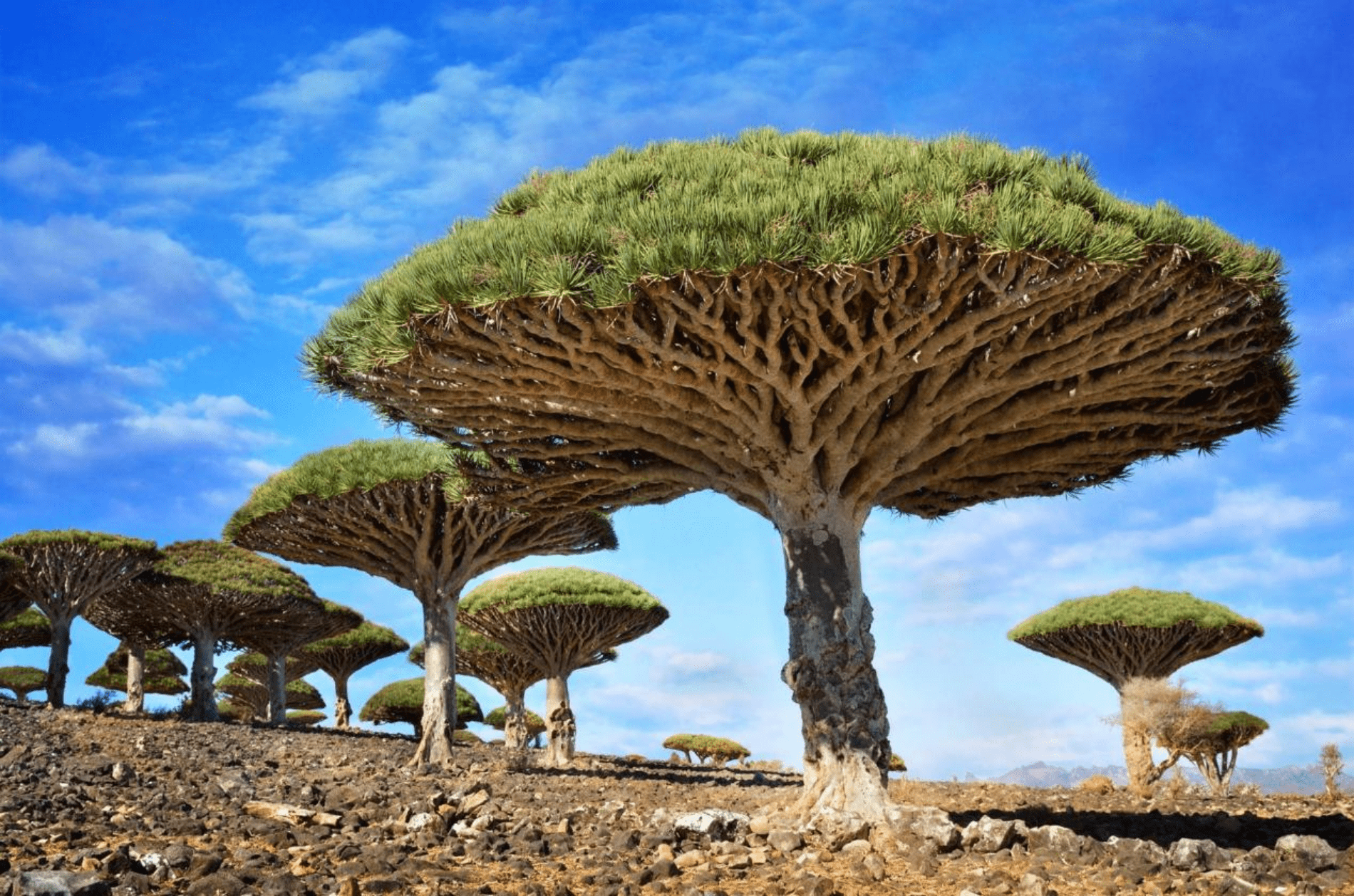外星植物般的龙血树，保留了1800万年前的基因，“龙血”从何而来？