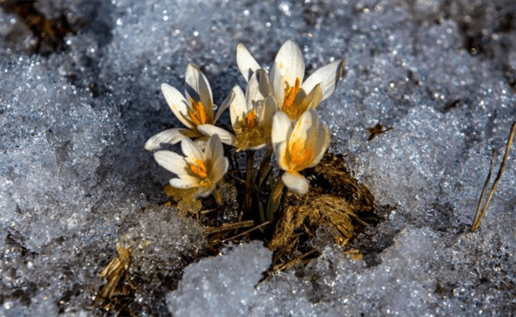 不怕冷还能够开花的6种植物 不仅好养活 颜值也是一等一的漂亮 花卉 茶花 杜鹃花