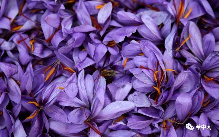 希腊将兴建首个"红色金子"西红花博物馆_krokos_科扎尼_kozani