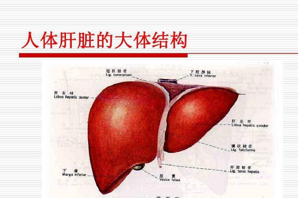 因为|肝脏对人体很重要！那么肝脏不好的话，我们身体会有怎样表现呢？