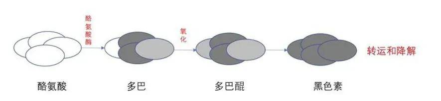 进行能最大限度提升颜值的手段是美白？