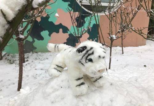 周海媚 周海媚大院里堆雪人，穿居家服雪中玩耍，头戴毛线围巾像个小媳妇