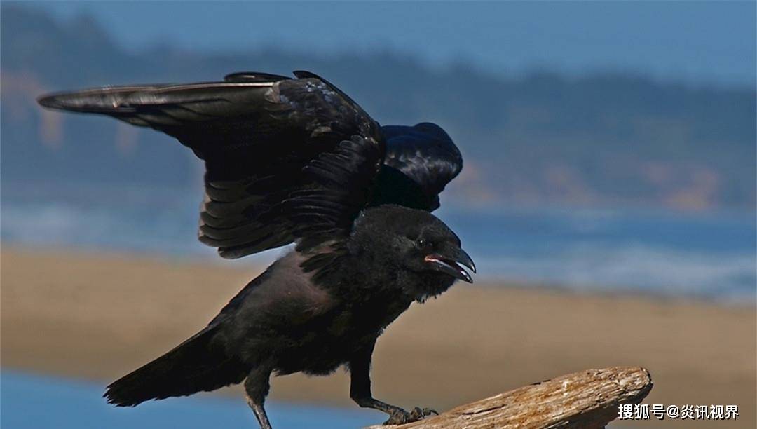 梦回幽冥，乌鸦吞噬白鸽的深层寓意与心理解析