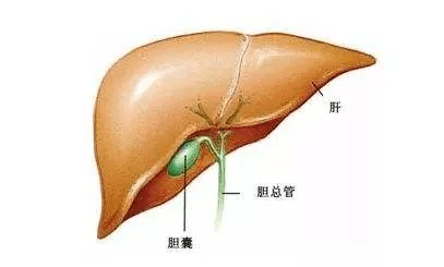 龙昌品牌蛋 | 减少鸡蛋的容貌焦虑