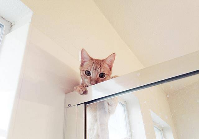 因为|猫咪爱不爱你,在这6个方面很诚实,瞒也瞒不住