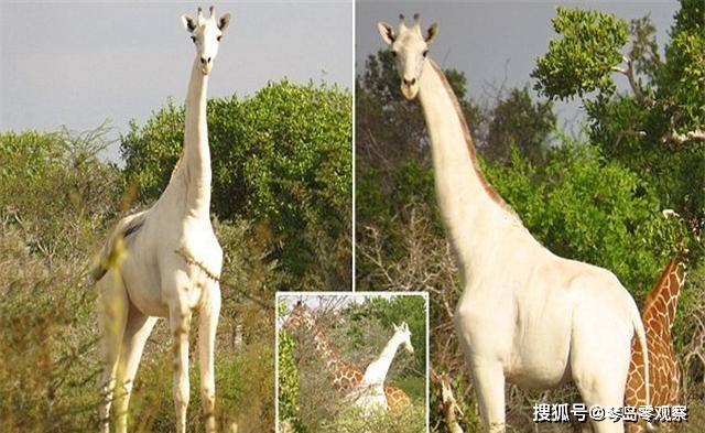 全球仅剩最后一只!两只白色长颈鹿被偷猎者杀害,又一物种灭绝?