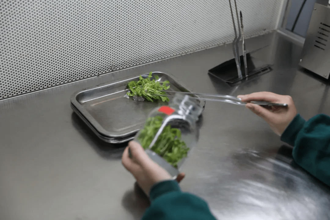 从准备培养方案→外植体选择和消毒→初代培养→继代培养→生根培养