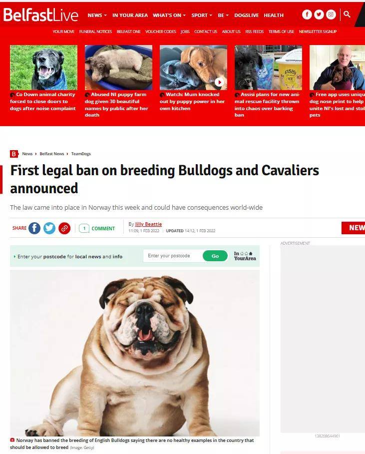 全球首次出现针对品种犬的繁殖禁令 支持or反对 你怎么看 问题 宠物 挪威 全球首次出现针对品种犬的繁殖禁令 支持or反对 你怎么看 问题 宠物 挪威