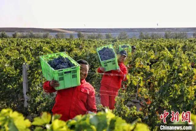 酿酒|300亿的宁夏葡萄酒，定下2000亿的目标！