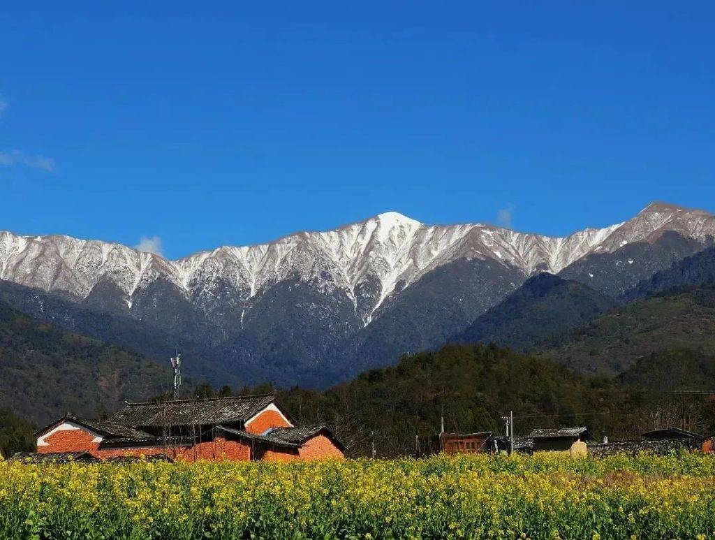 花朵|初春腾冲：油菜花开金灿灿，紫云沫雪白皑皑