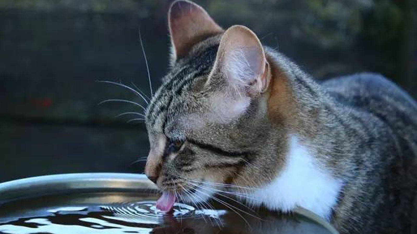 猫咪不爱喝水怎么办 - 知乎