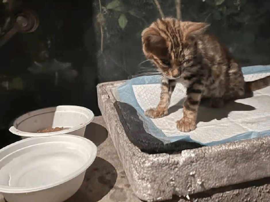 眼球感染皮肤溃烂疑似遭到虐待的小豹猫还是跌跌撞撞地奔向幸福