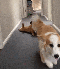 生活|网友说:养狗后,这8个“副作用”太强,一般人承