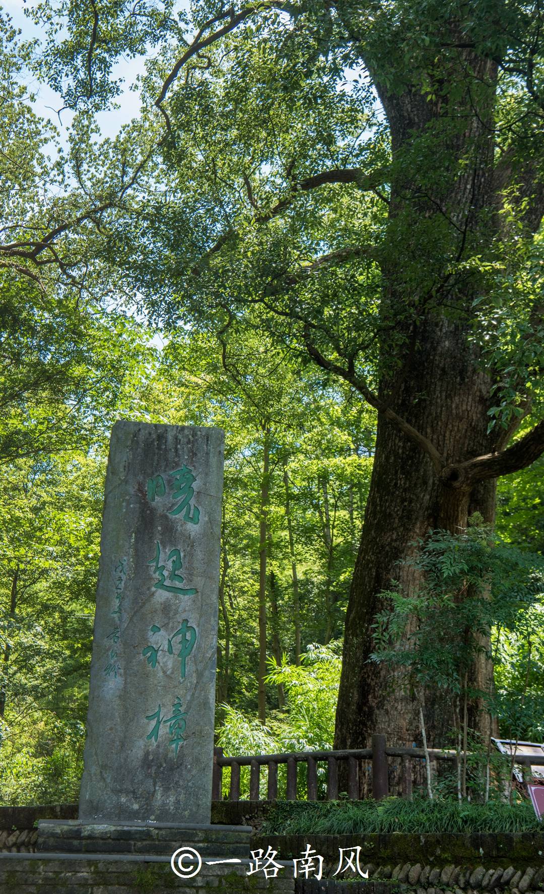 古村|江西上饶有座盛产古樟的隐世村落，神樟千年高龄，蚊虫不敢靠近