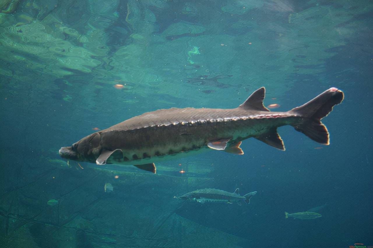 原创连续20多年没有捕捞三峡水库中的鱼最大已经长到多大了