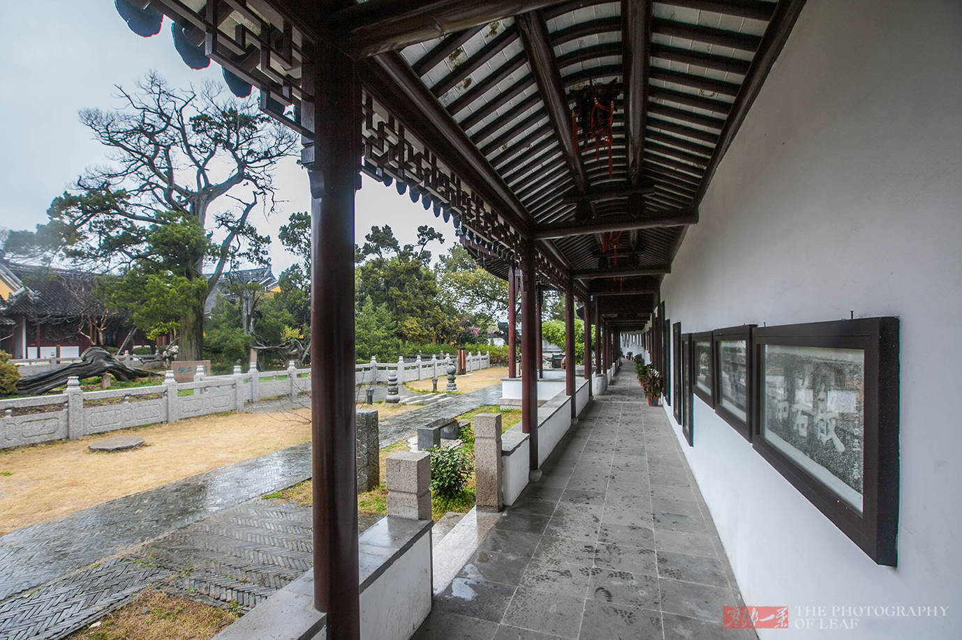 奇景|苏州这棵树被雷劈成两半，1900多年还活着，乾隆赐名“清奇古怪”