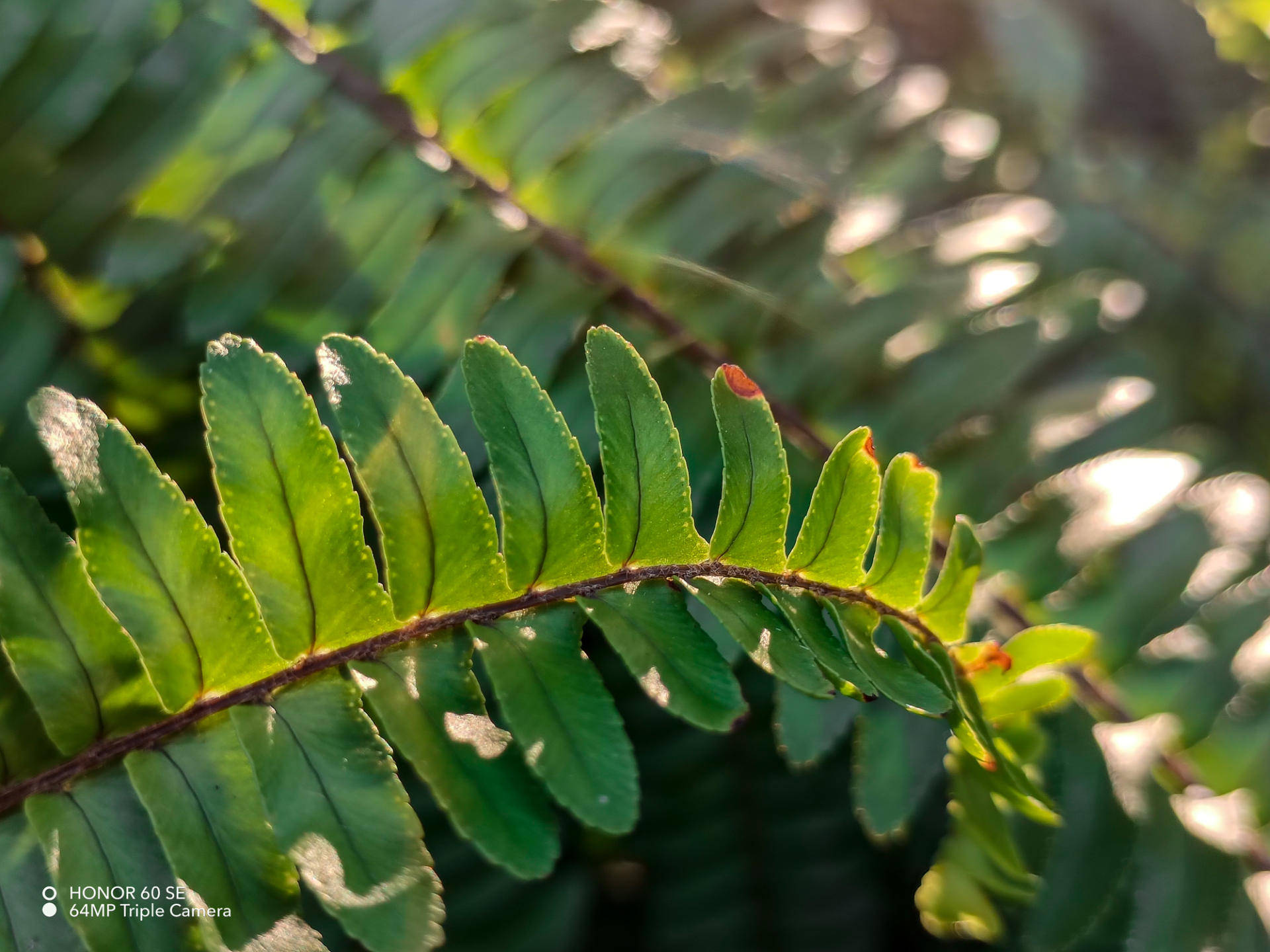 2000元的机，5000元的屏？荣耀60 SE轻体验