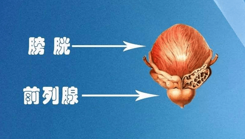 1a32630d9b7d446eae46226b2bcd7c7f.png