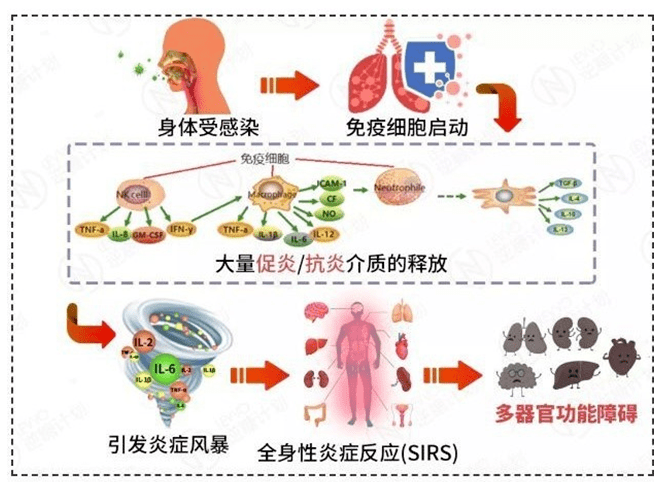 起到减轻炎症反应,治疗败血症的效果会释放多巴胺,去甲肾上腺素进入